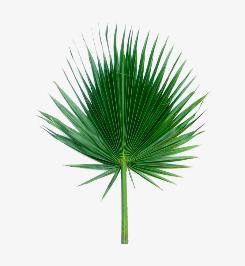 Large Fan Palm