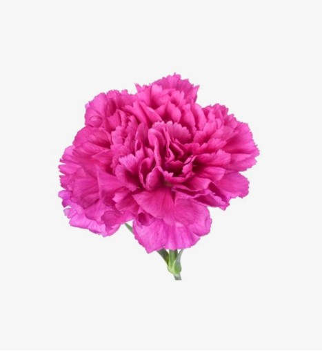 Fancy Carnations