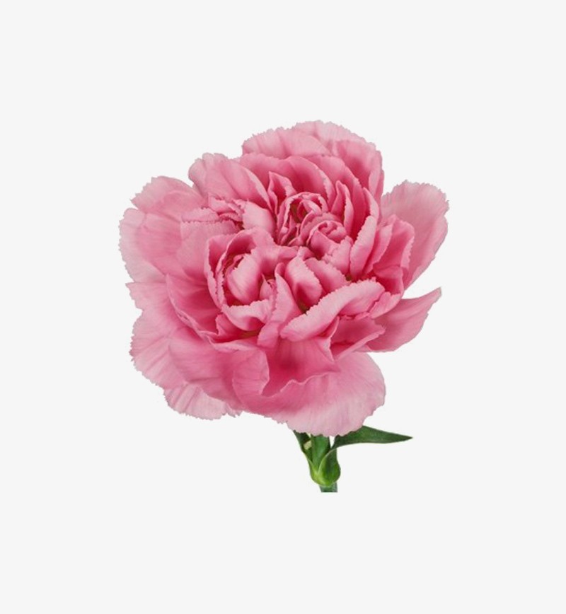 Fresh Cut Red Carnations wholesale and retal Best PRICE and QUALITY