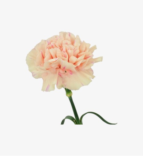 Fancy Carnations