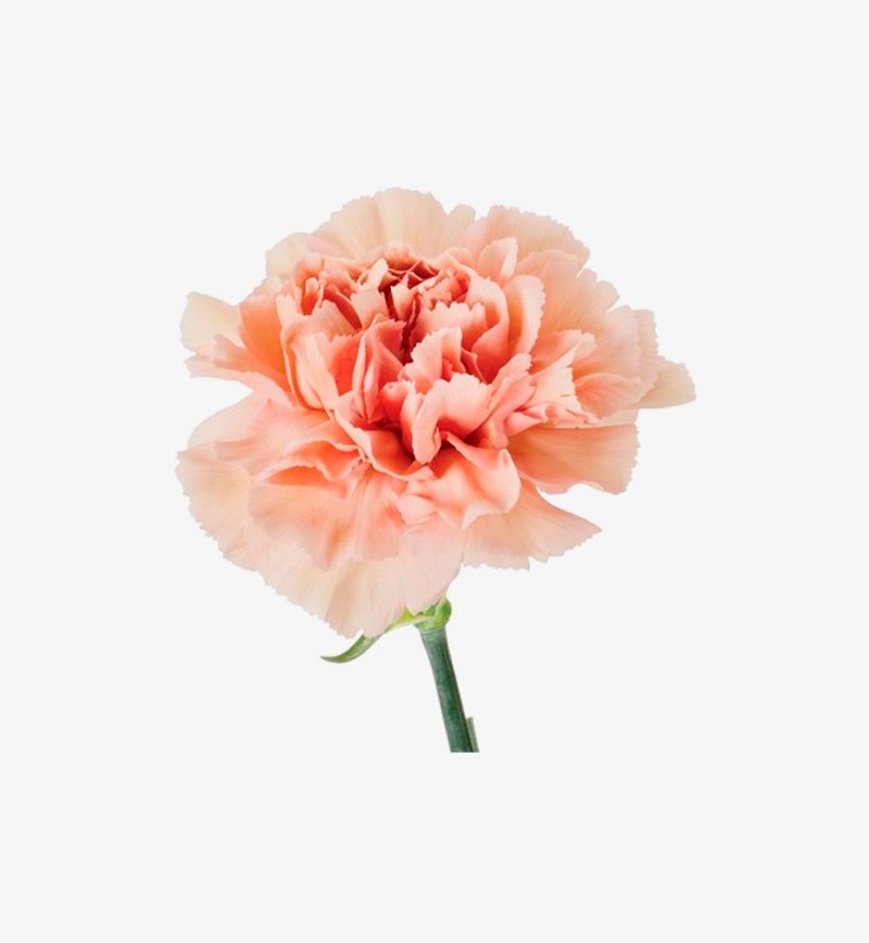 Fresh Cut Red Carnations wholesale and retal Best PRICE and QUALITY