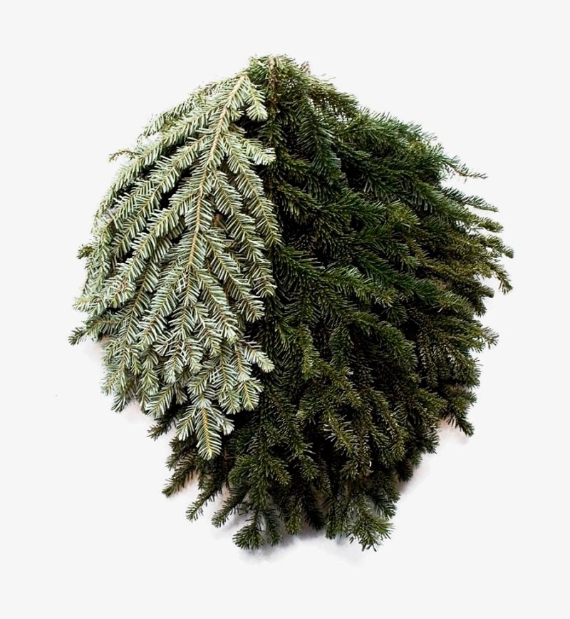 Buy Silver Fir Boughs for Christmas Decor and Display