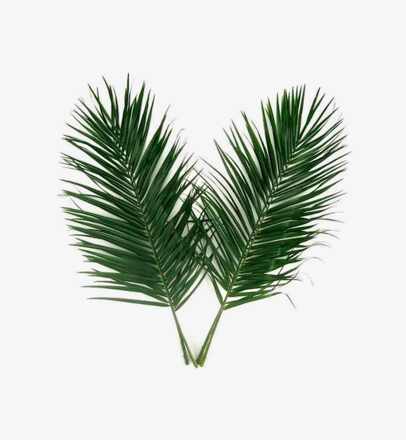 Phoenix Roebelenii Palm