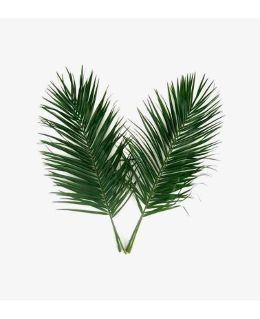 Phoenix Roebelenii Palm