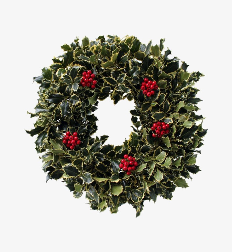 Holly Variegated Wreath