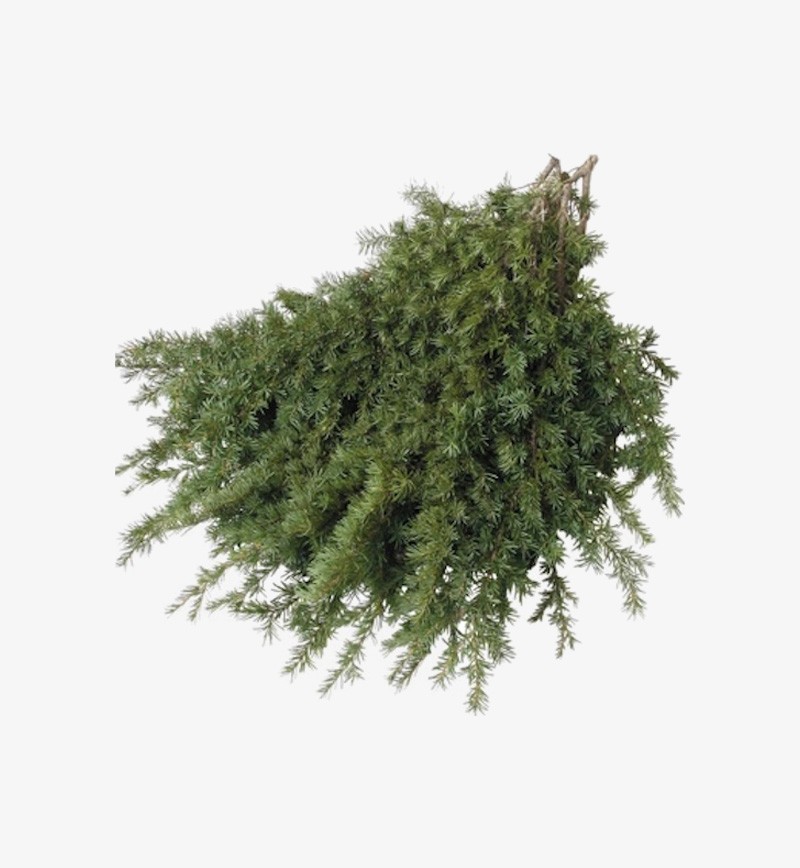 Buy Fresh Bulk Noble Fir Boughs for Christmas Decor and Display