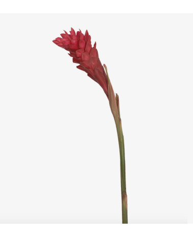 Jengibre Rojo