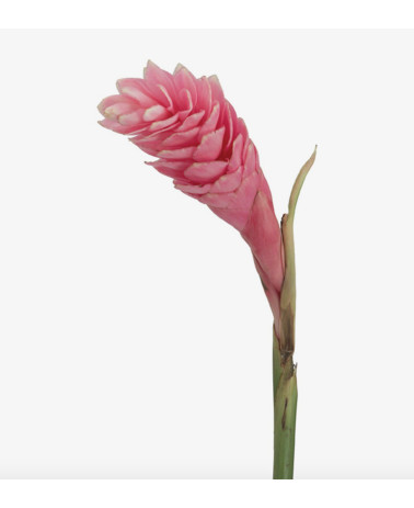 Jengibre Rosa