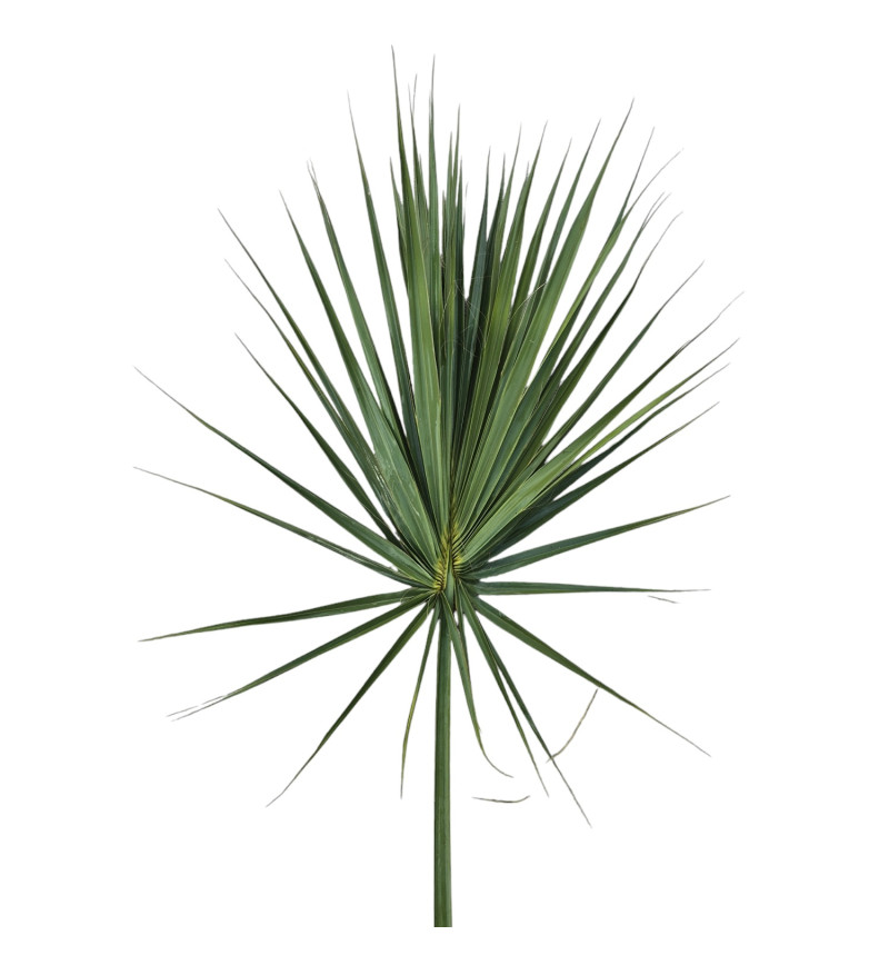 Fan Palm - Dusty Red