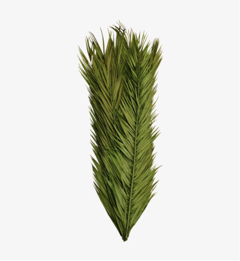 Preserved Date Palm Leaves