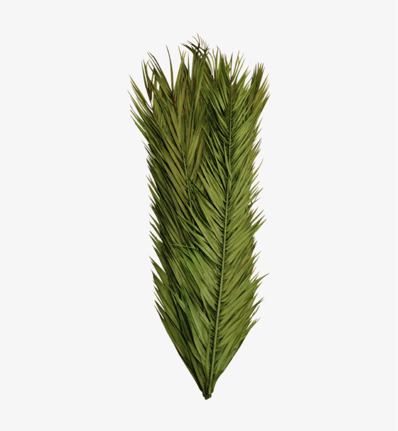 Preserved Date Palm Leaves