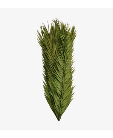 Preserved Date Palm Leaves