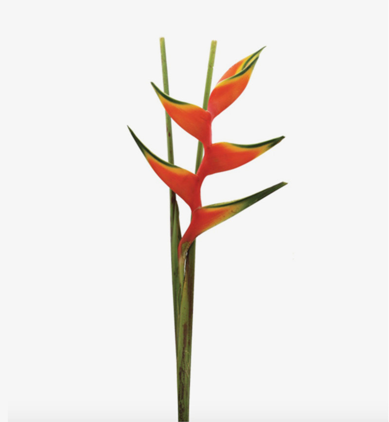 Heliconia Pink Peachy