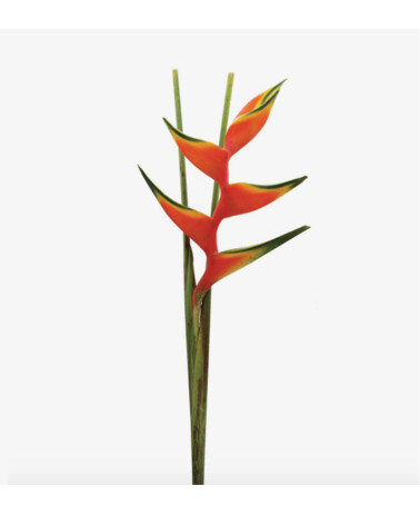 Heliconia Pink Peachy