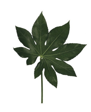 Fatsia Japonica
